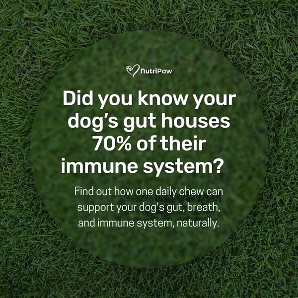 This ad creative uses a bold, statistic-driven question overlaid on a natural, calming background to educate pet owners on gut health and immune support.